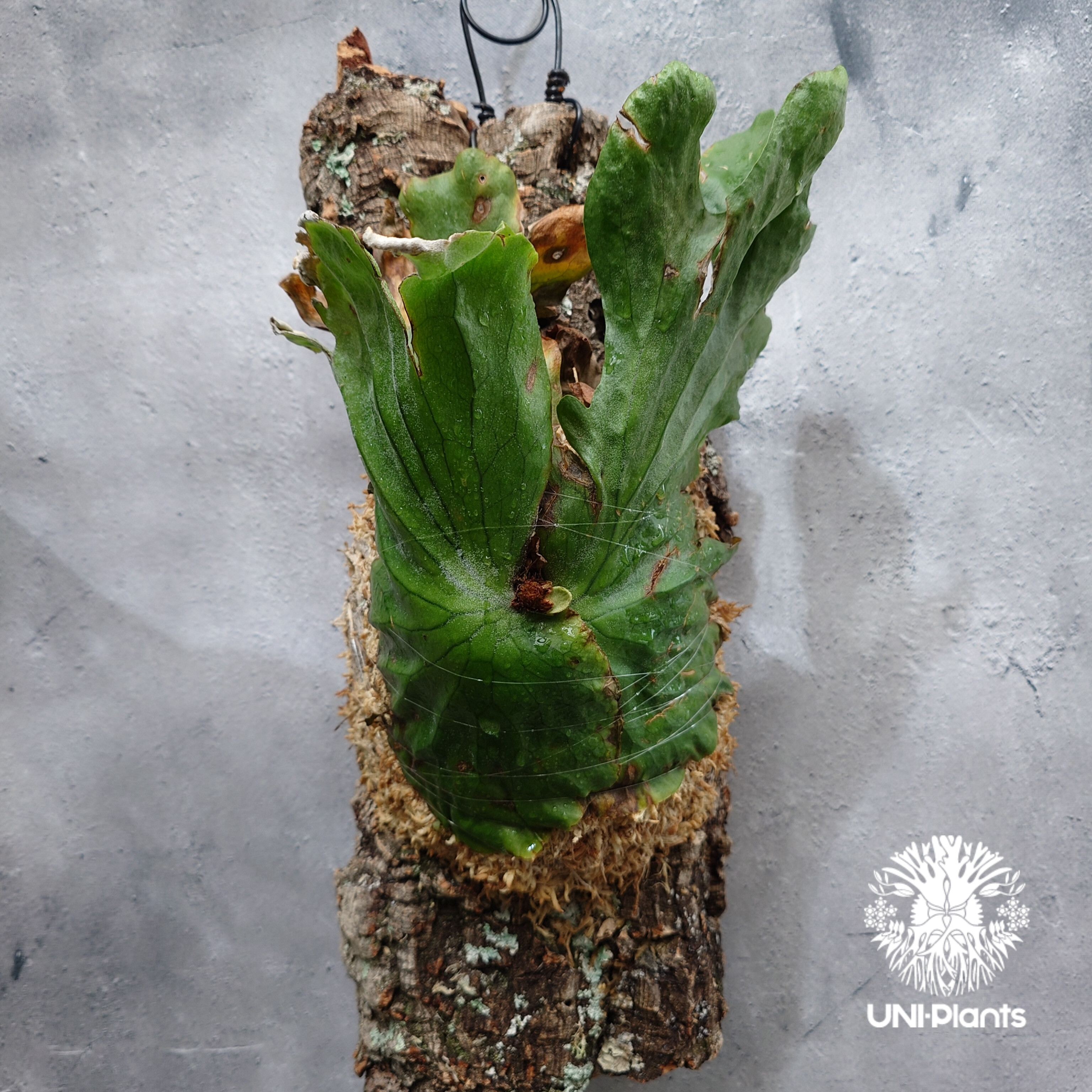 Platycerium grande ビカクシダ グランデ ビカクシダ原種 植物 シダ