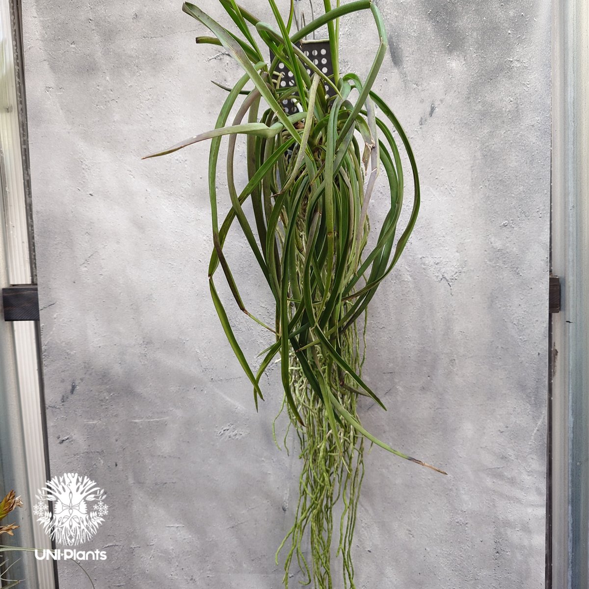 Seidenfadenia mitrata x Vanda Pine River セイデンファ