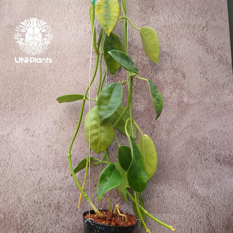 Hoya Lauterbachii ホヤ ローテルバチー 希少 ホヤ植物 ホヤの花 観葉