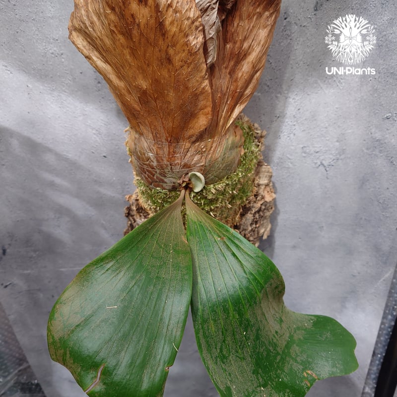 Platycerium elemaria (P. elephantotis x P. andi