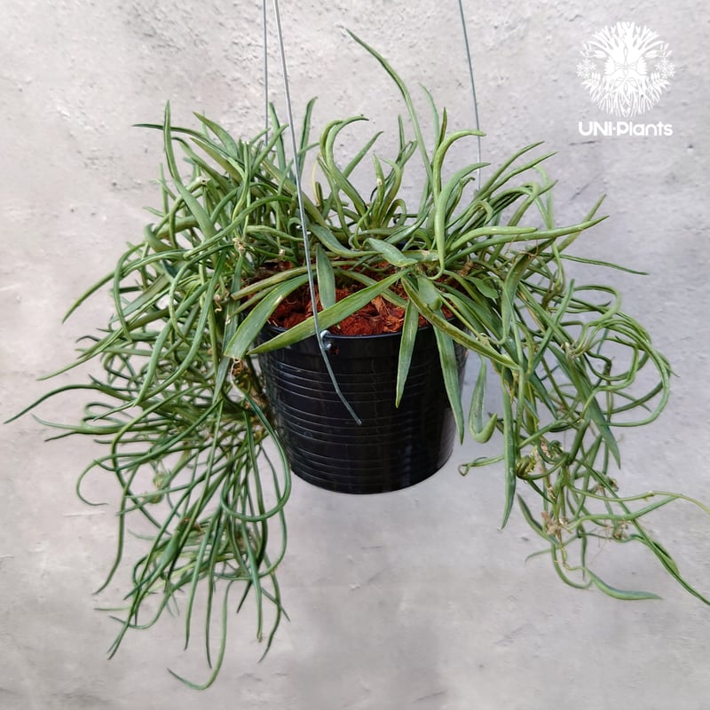 Hoya Acuculalis ホヤ アシキュラリス 希少 ホヤ植物 希少 ホヤの花