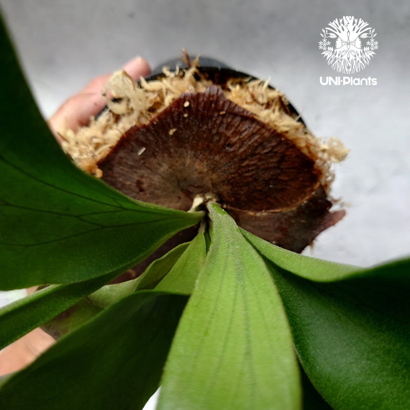 ②slim❣️ビカクシダ　Platycerium Platycerium hillii Pumila Kew Garden (sporeling