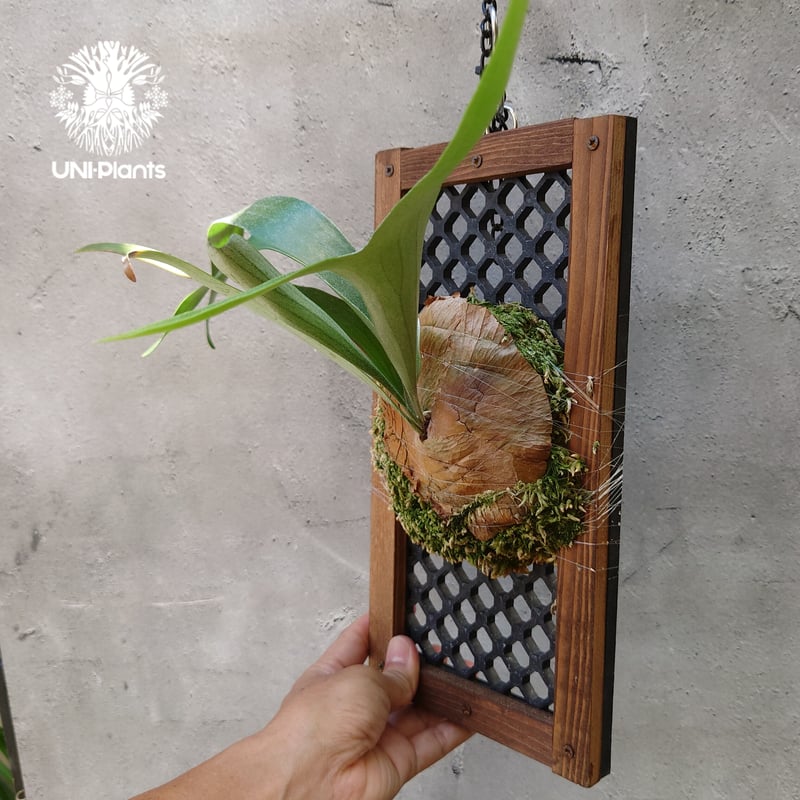 ビカクシダ 品種不明 Platycerium sp. コウモリラン ビカクシダ子株