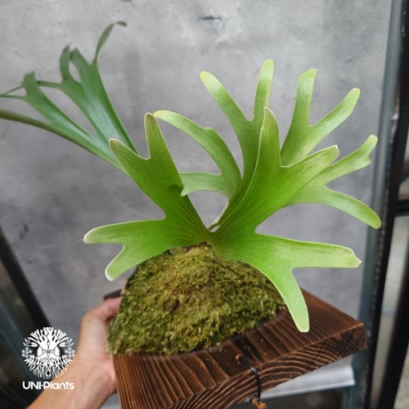 Platycerium alcicorne var.Madagascar ビカクシダ アルシコルネ マダガスカル Platycerium ビカクシダ アルダマ