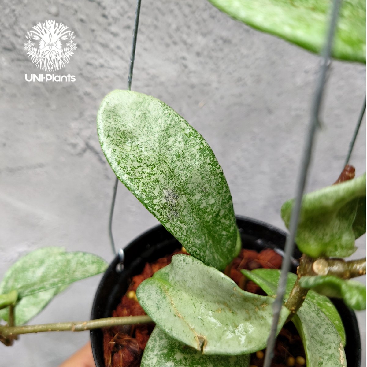 Hoya Carnosa Nova Ghost ホヤ カルノーサ ノバ ゴースト ホヤ Hoya Carnosa Nova Ghost ホヤ カルノーサ ノバ ゴースト ホヤ
