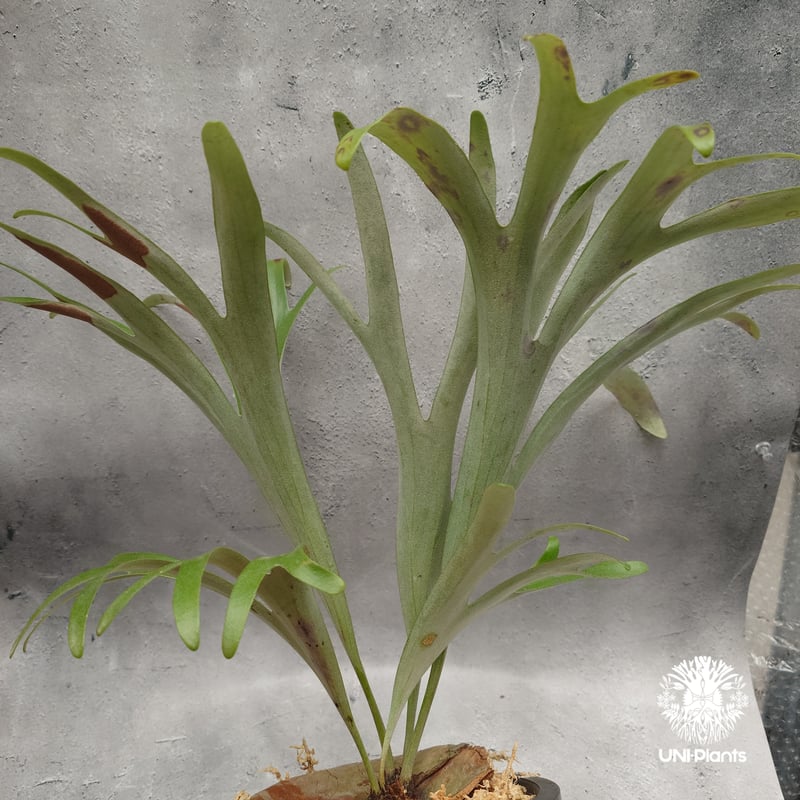 Platycerium alcicorne var.Madagascar ビカクシダ アルシコ