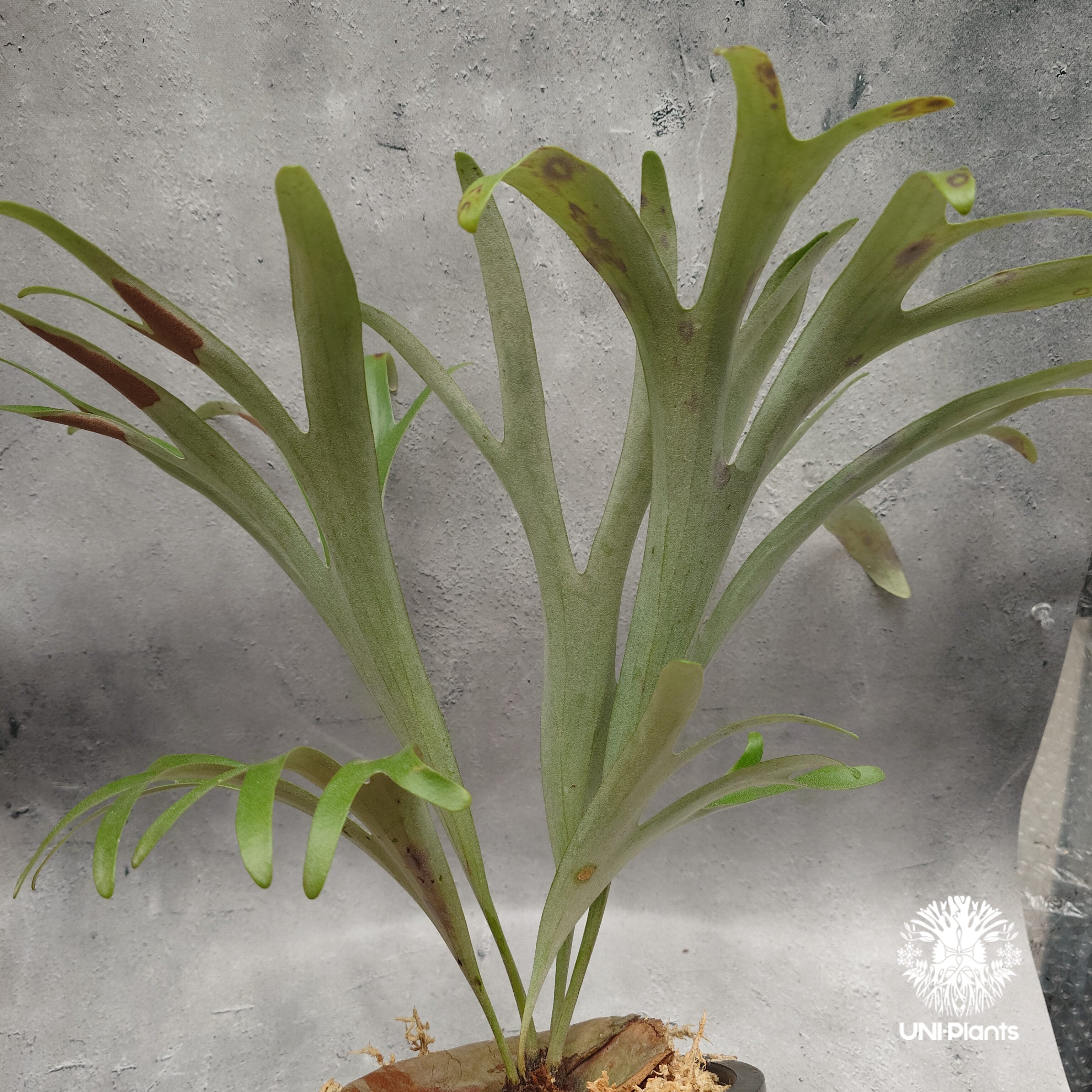 Platycerium alcicorne var.Madagascar ビカクシダ アルシコ