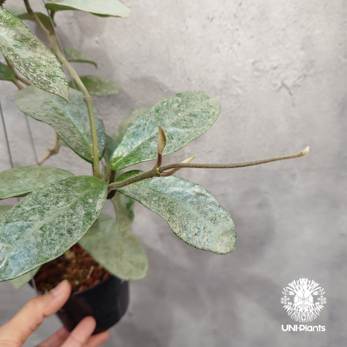 Hoya Carnosa Nova Ghost ホヤ カルノーサ ノバ ゴースト ホヤ 希少