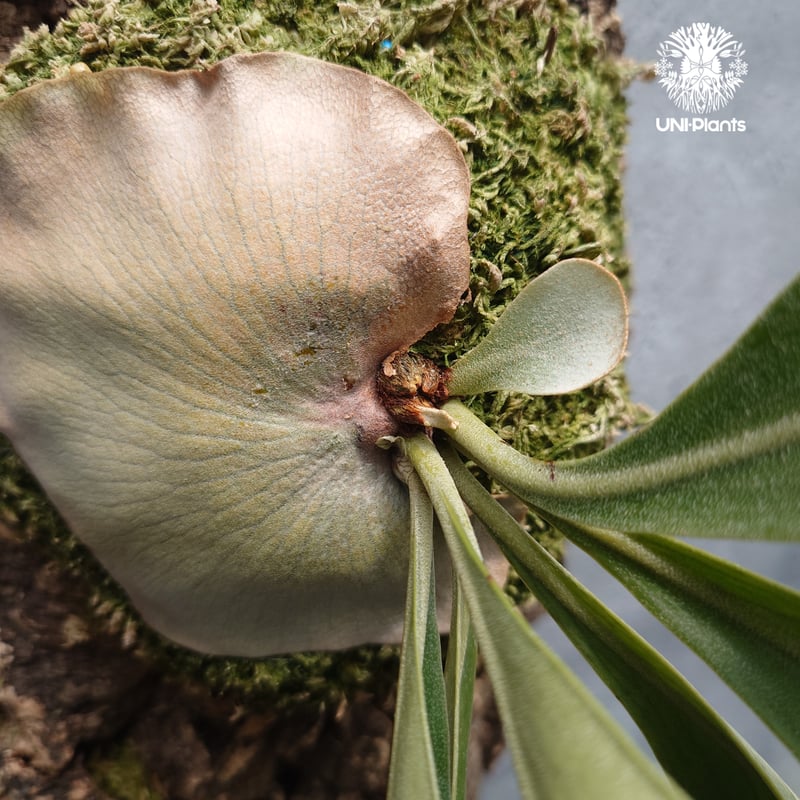 Platycerium hillii Excellence ビカクシダ ヒリー エクセレンス