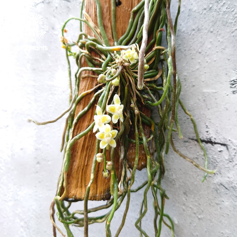 キロスキスタ ビリディフラバ Chiloschista viridiflava 着生植物 珍し