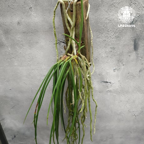 【タイ直輸入】着生ラン セイデンファデニア ミトラタ アルバ ｜珍品・希少ラン・蘭の花｜Seidenfadenia mitrata alba