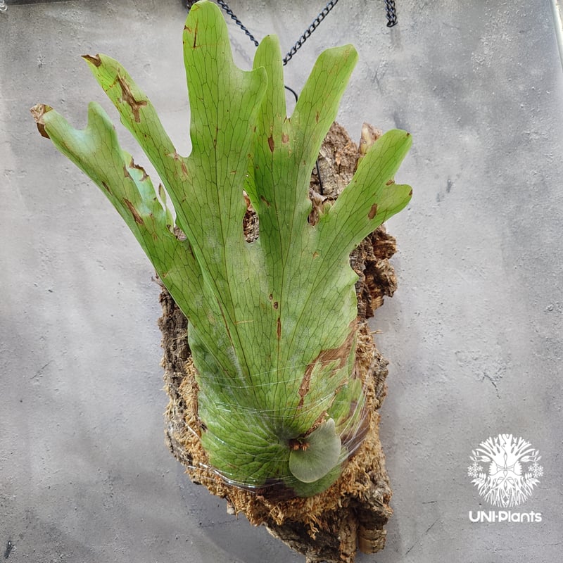 Platycerium wandae wild ビカクシダ ワンダエ ワイルド株 ビカクシダ