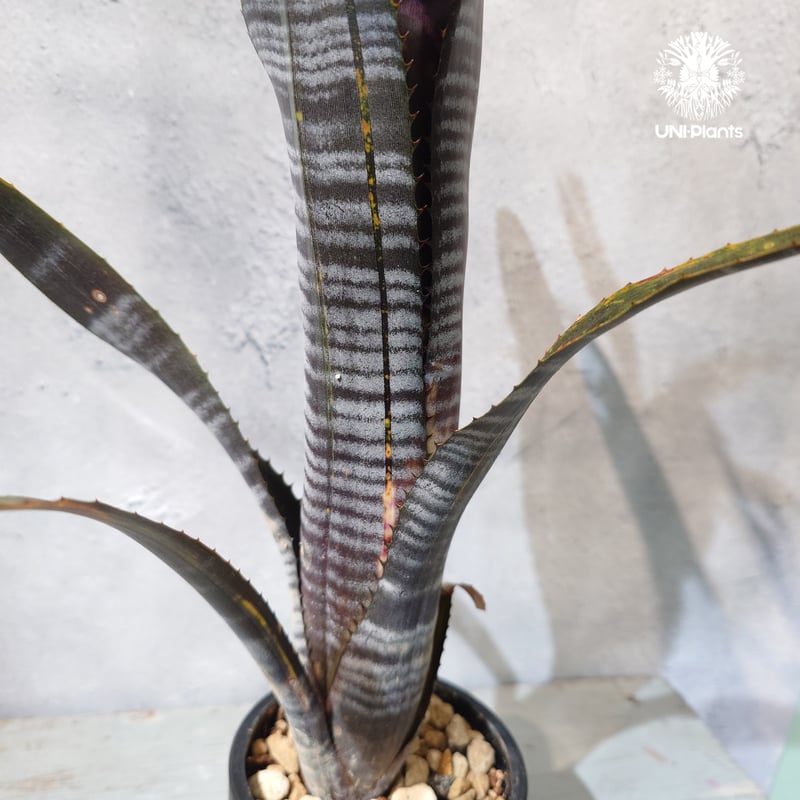 国内繁殖株・一点物】Billbergia Darth Vader ｜ビルベルギア
