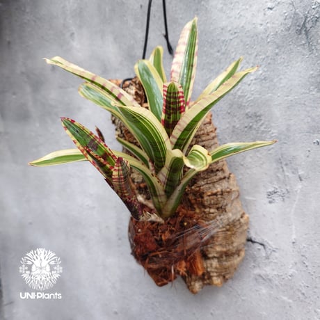 Neoregelia Red Bull ネオレゲリア レッドブル ネオレゲリア Neoregelia ブロメリア科ネオレゲリア属 着生コルクアレンジ