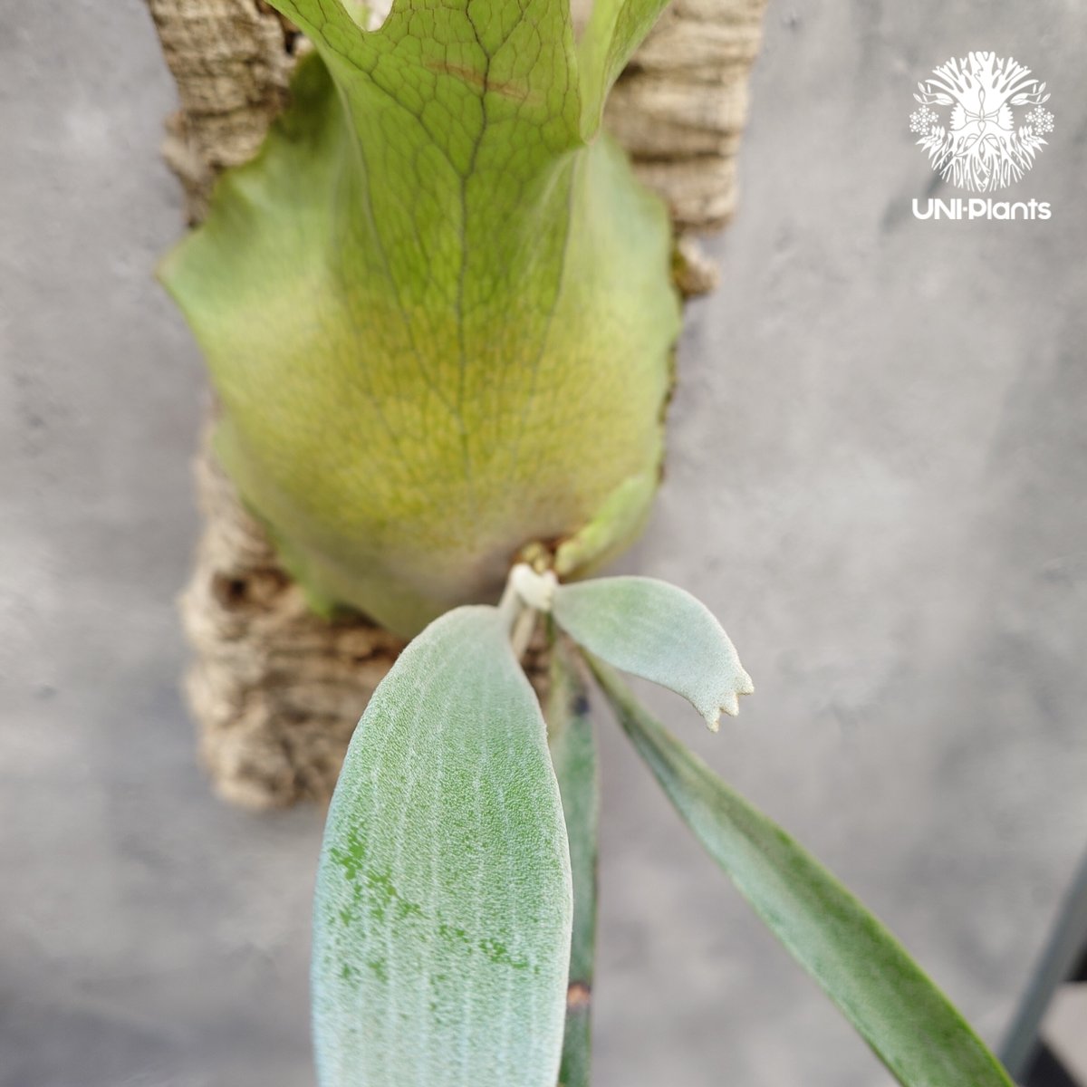 Platycerium Paul Vespa ビカクシダ ポールベスパ ビカクシダ