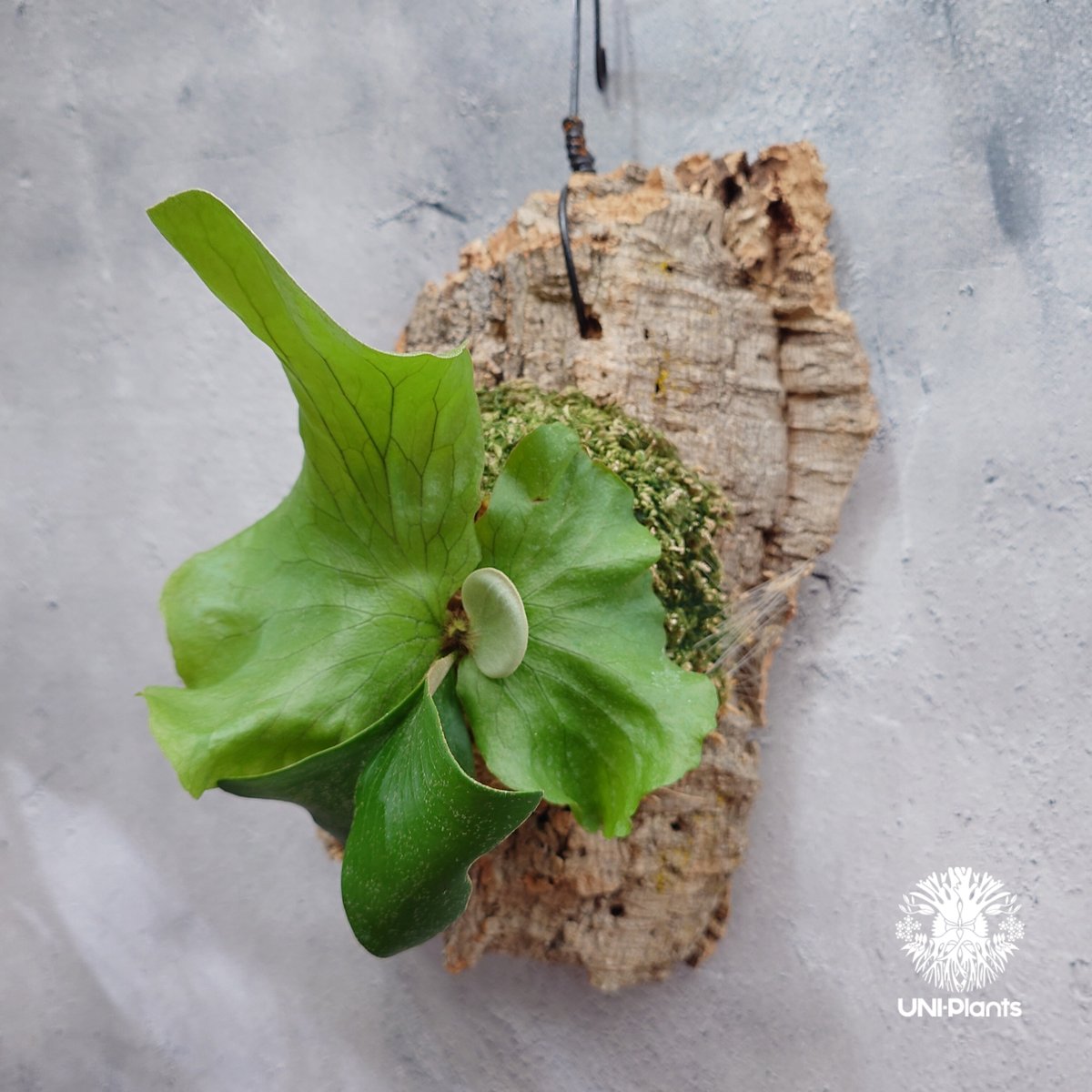 Platycerium Neptune (pup) ビカクシダ ネプチューン ビカクシダエレ