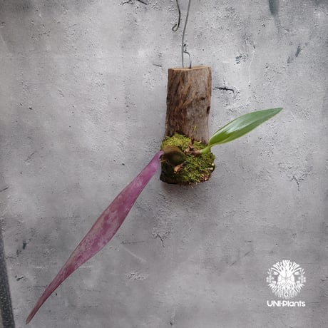 Bulbophyllum cruentum x phalaenopsis バルボフィラム クルエンタム×ファレノプシス 着生蘭 着生ラン orchid 洋蘭 着生植物 インテリア植物 ハンキング植物
