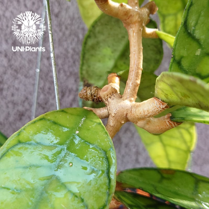 花座付き! Hoya Callistophylla short leaves ホヤ カリストフ