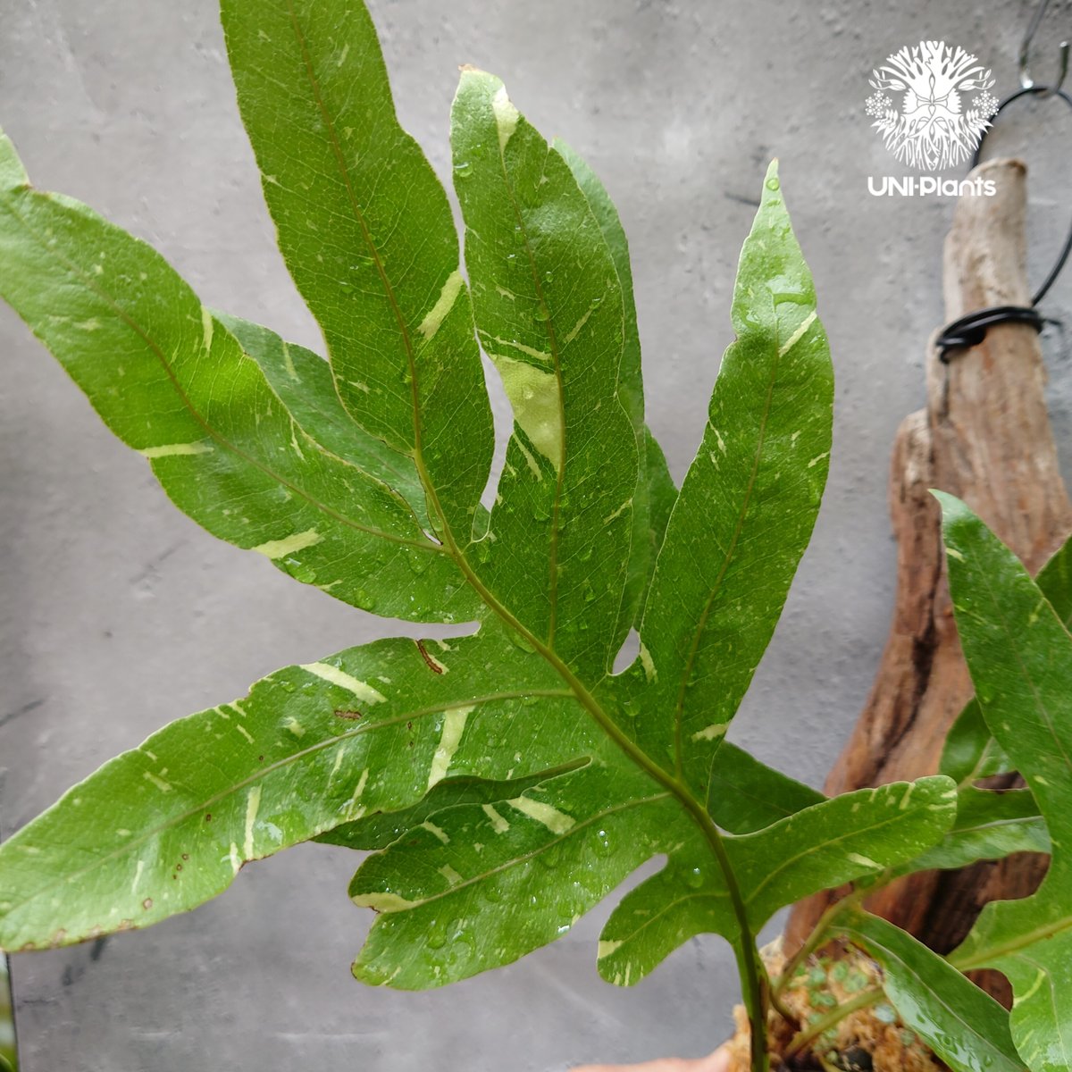 Drynaria quercifolia variegata ドリナリア クエルシフォリア バ