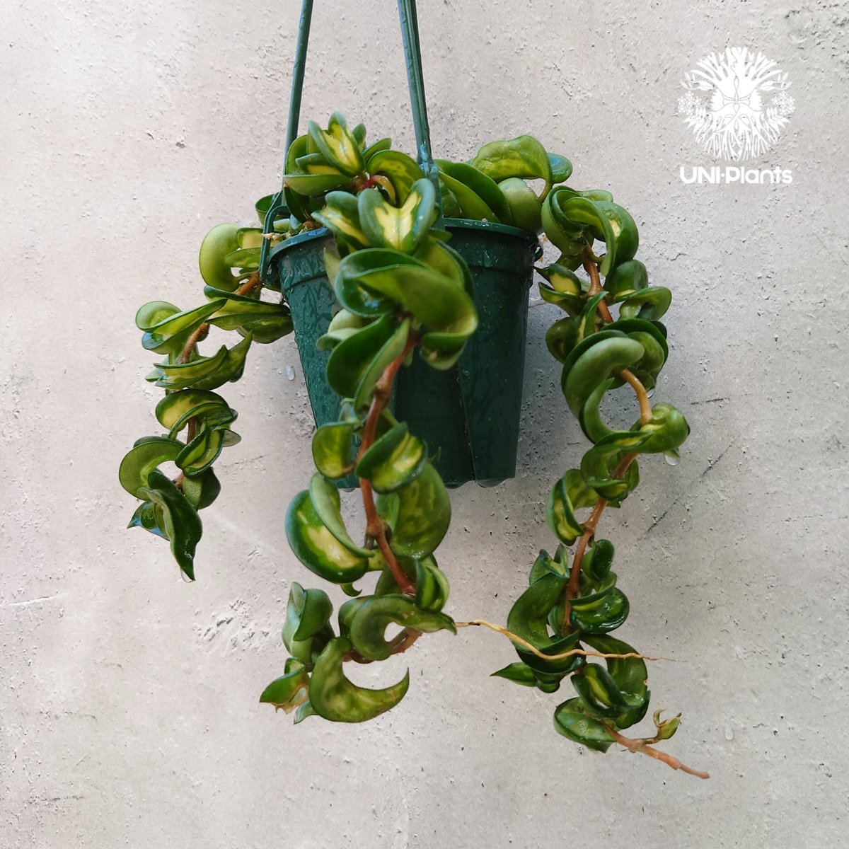 Hoya carnosa compacta variegated ホヤ カルノーサ コンパクタ