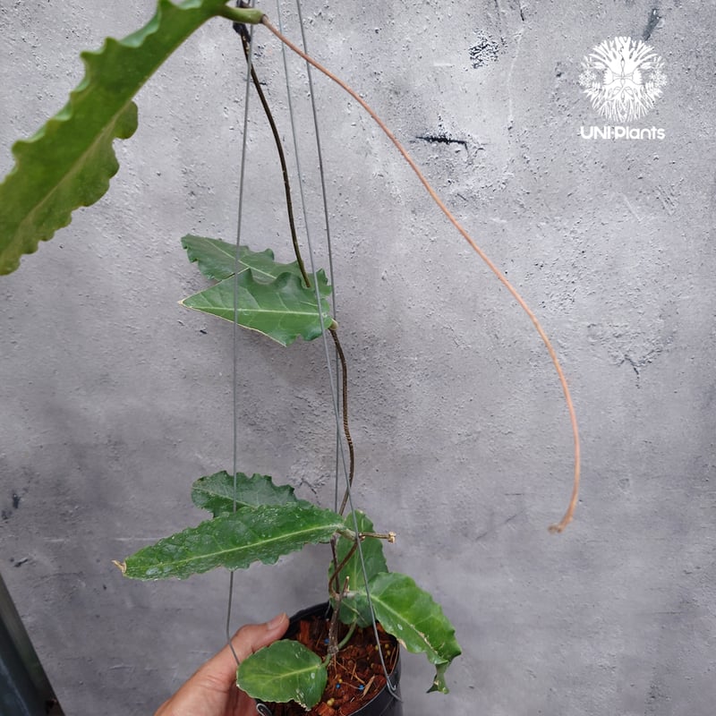タイ直輸入・希少】Hoya versteegii｜珍品・着生植物・つる性植物