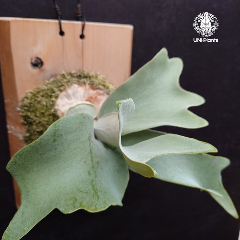 Platycerium andinum ビカクシダ Platycerium Saikeaw(P.andinum x P.willinckii) ビ