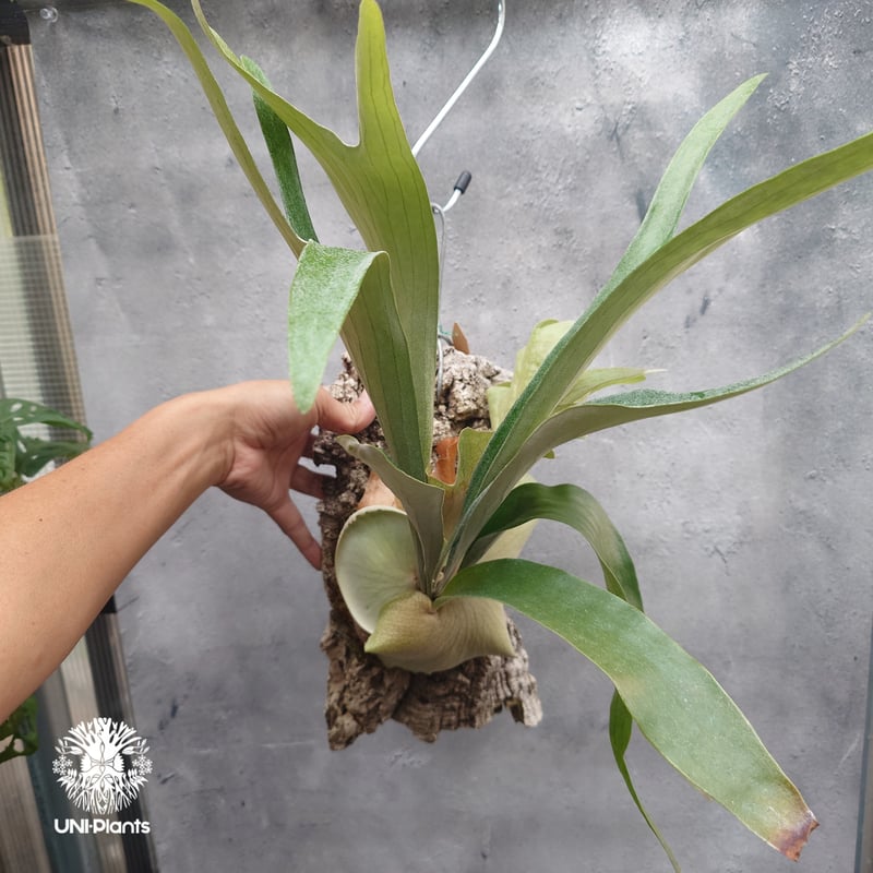 ビカクシダ マウントルイス　OC No.1 その後のビカクシダ マウントルイス (P. Mt.Lewis) ①