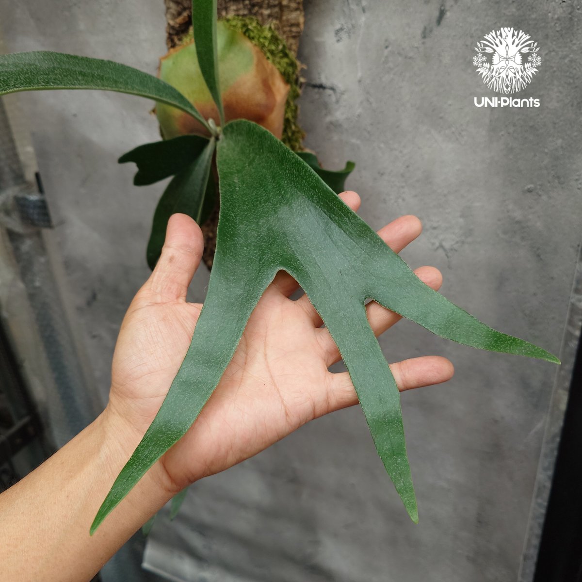 Platycerium sp.(mix spore) ビカクシダ ミックススポア ビカクシダ