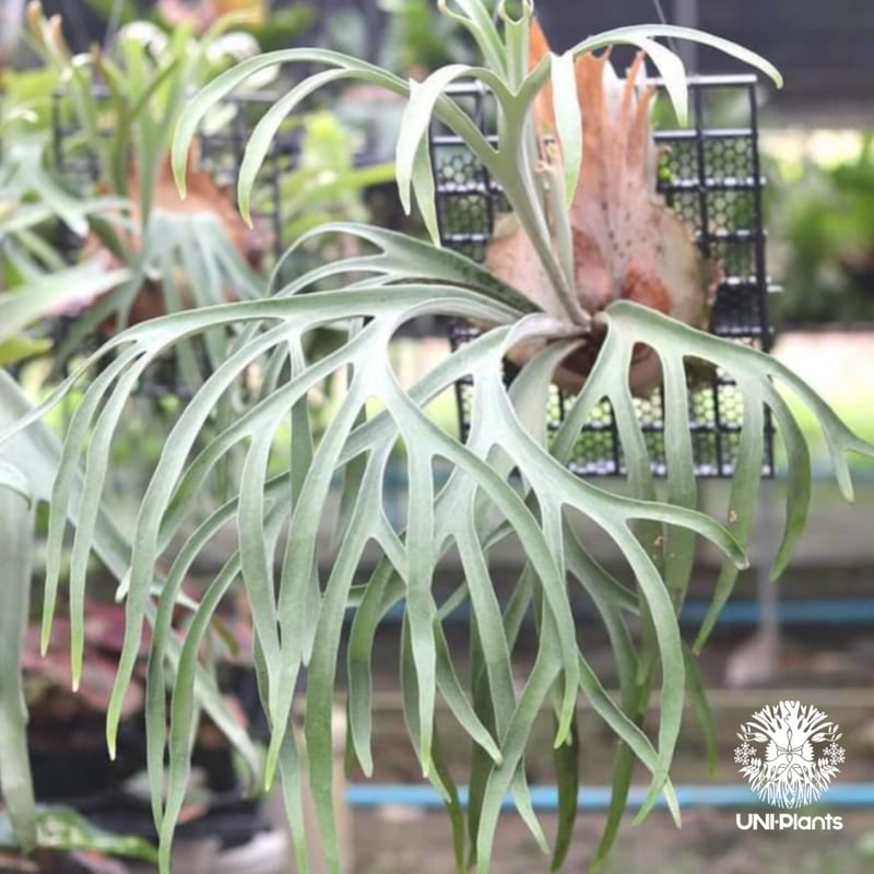 確認用　② ビカクシダ　ビーチー　ベイチー ビカクシダ ベイチー（ビーチー）をトキントキンにする方法