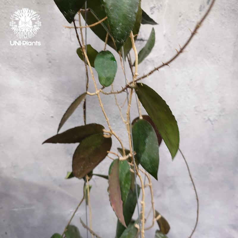 Hoya Caudata ホヤ カウダータ ホヤ植物 珍奇 珍しい 希少 レア つる性