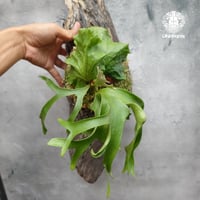ビカクシダ コロナリウム フィリピネスフォーム  Platycerium coronarium cv.Philippines Form  シダ植物 ビカクシダ Platycerium 着生植物