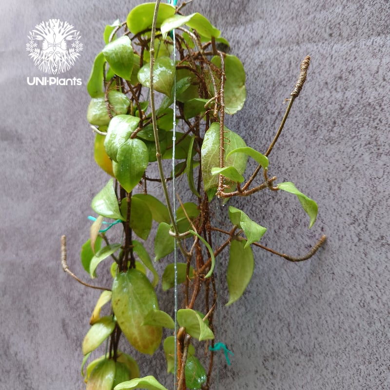 花座付き。 Hoya Fitchii orange flower (short leaves
