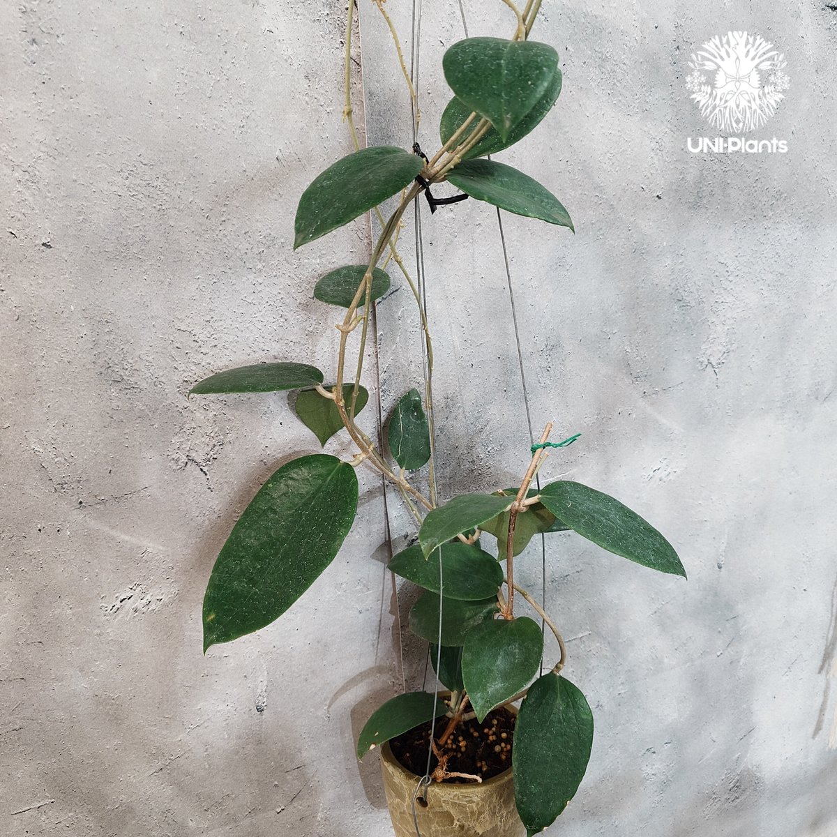 タイ直輸入・現地選抜】Hoya aldrichii | ホヤ アルドリッチ ｜希少株
