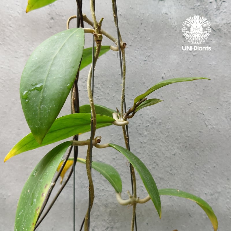 ホヤ　ミンドレンシス ホヤ ミンドレンシス 4品種販売開始 | UNI-Plants ビカクシダ
