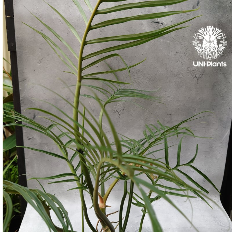 Philodendron tortum フィロデンドロン トータム フィロデンドロン