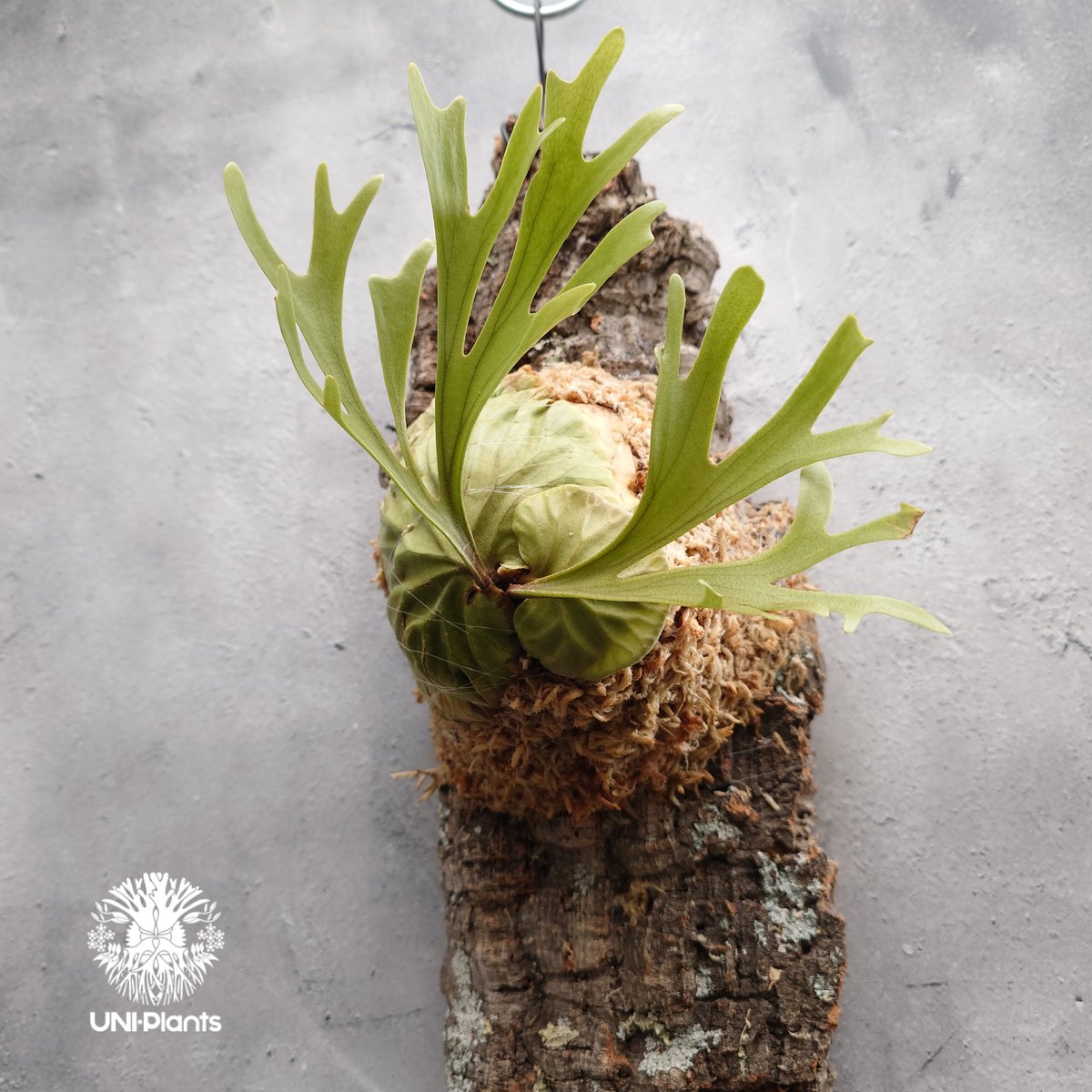 Platycerium ridleyi Pakarang ビカクシダ リドレイ パカラン ビカ