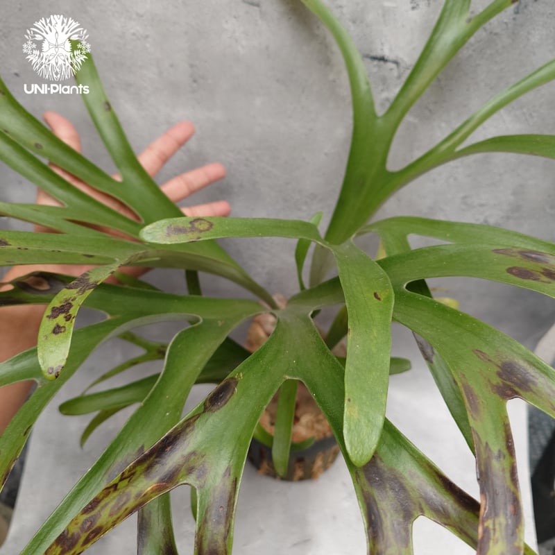 Platycerium alcicorne var.Madagascar ビカクシダ アルシコ