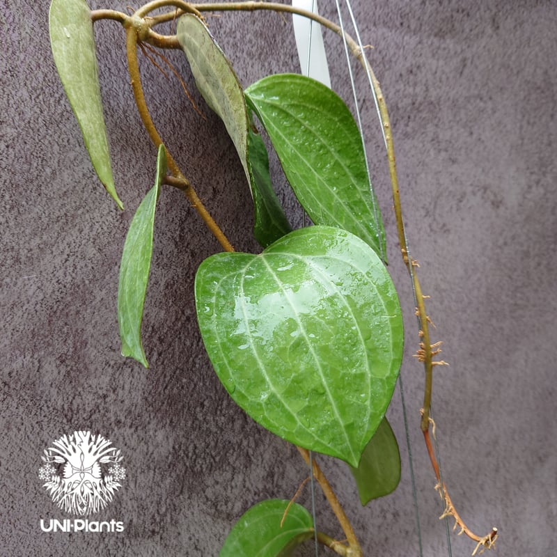 Hoya Latiforia ホヤ ラティフォリア とても大ぶり! ホヤ 植物 ホヤの
