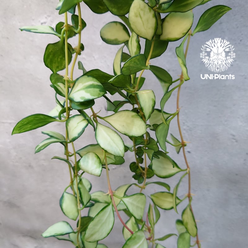 ホヤ ヘウスケリアナ バリエガータ Hoya Heuschkeliana variegata