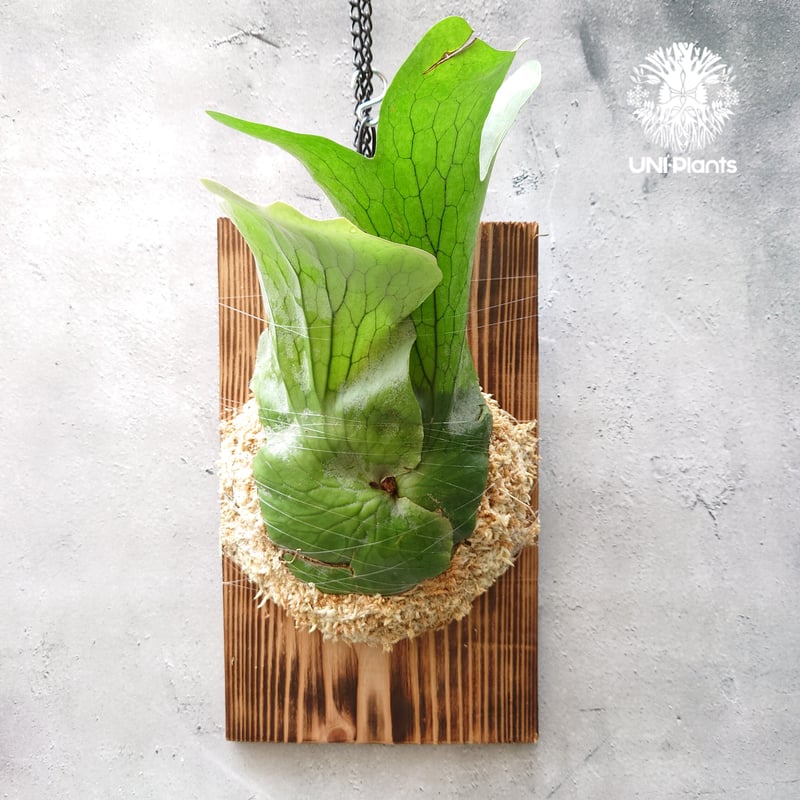 初入荷! ビカクシダ ホルタミー Platycerium holttumii コウモリ 初入荷! ビカクシダ ホルタミー Platycerium holttumii コウモリ