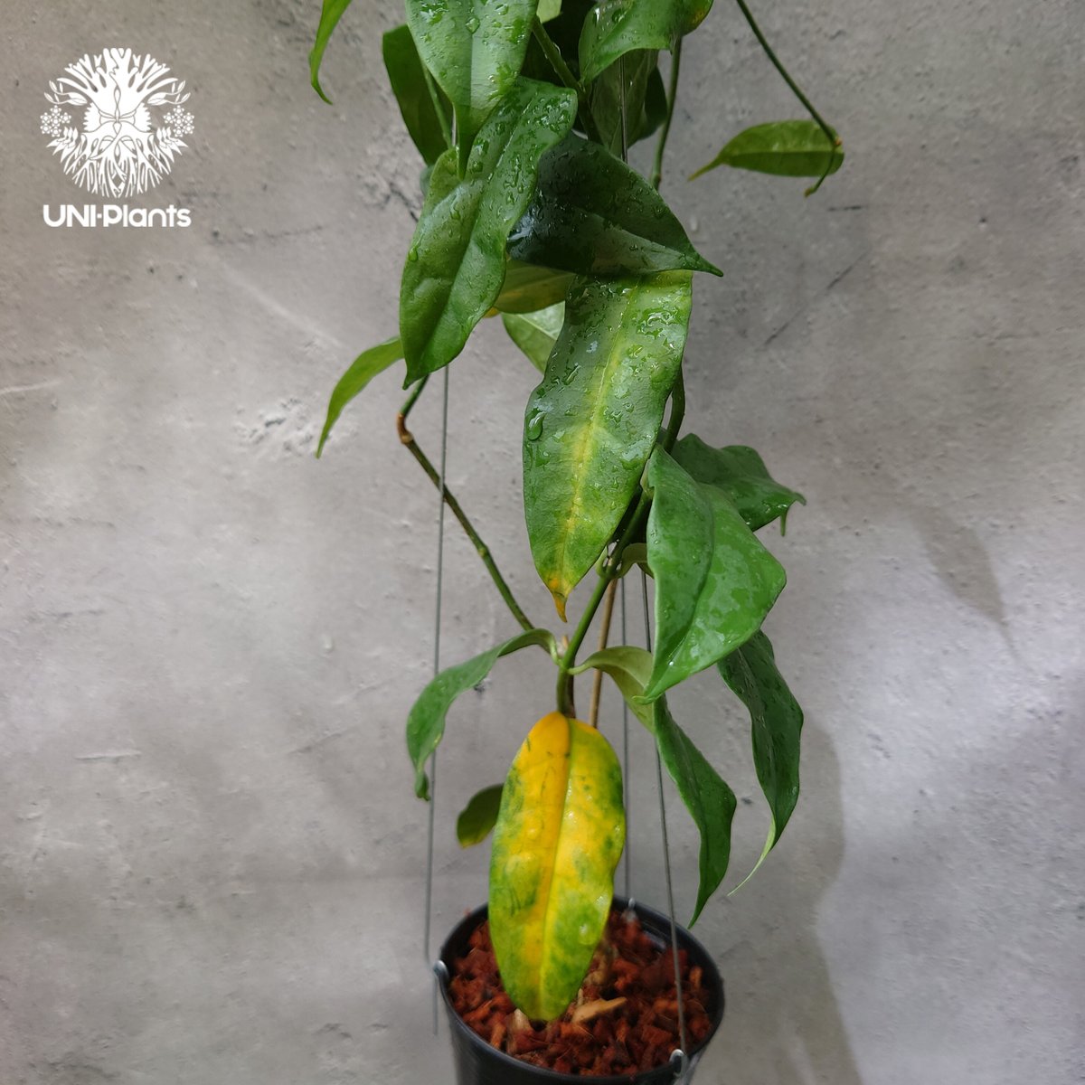 Hoya Danumensis UT174 ホヤ ダヌメンシス UT174 ホヤ植物 ホヤの花