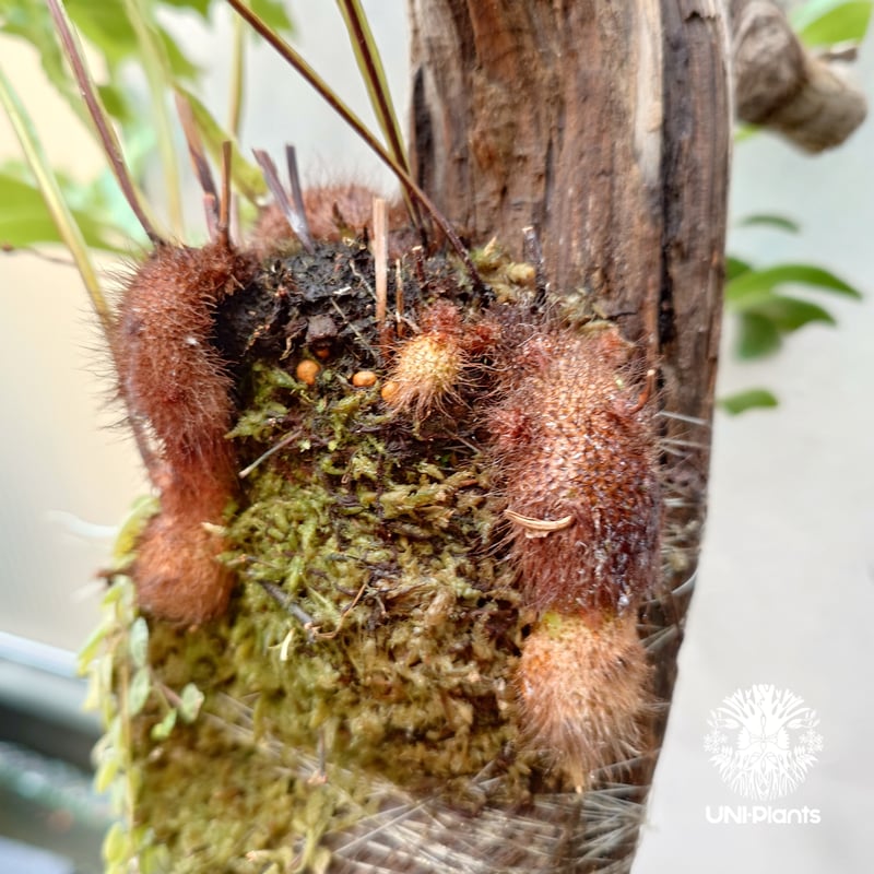 Drynaria bonii wild ドリナリア ボニー ワイルド タイ産山採り株 流木