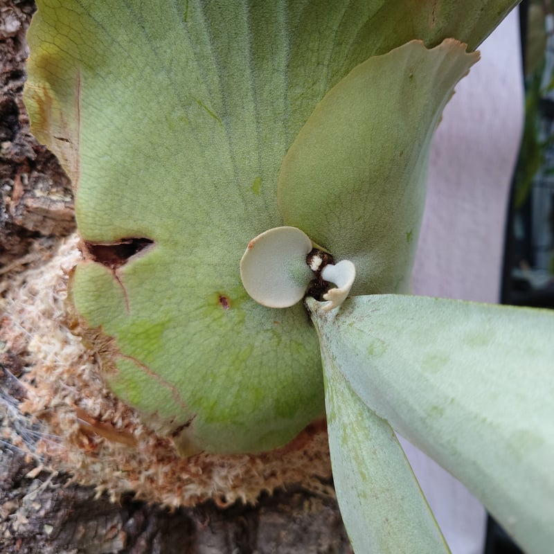 p.willinckii cv.Supernova ビカクシダ ウィリンキー