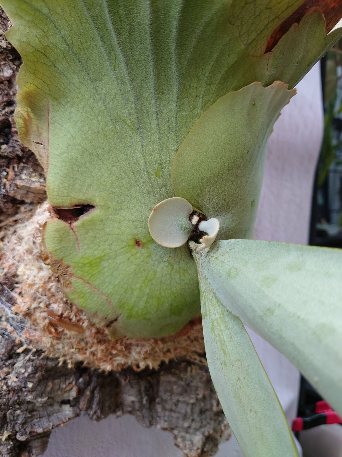 ビカクシダ ウィリンキーcv.インドネシア Platycerium willinckii cv...