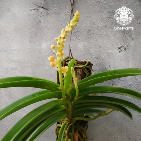 バンダ蘭 | STORES