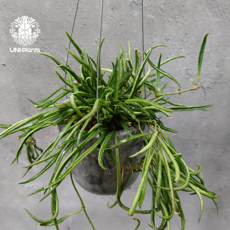 花座つき超レア 希少種 ホヤ Hoya Obcordata オブコルデータ 花座つき