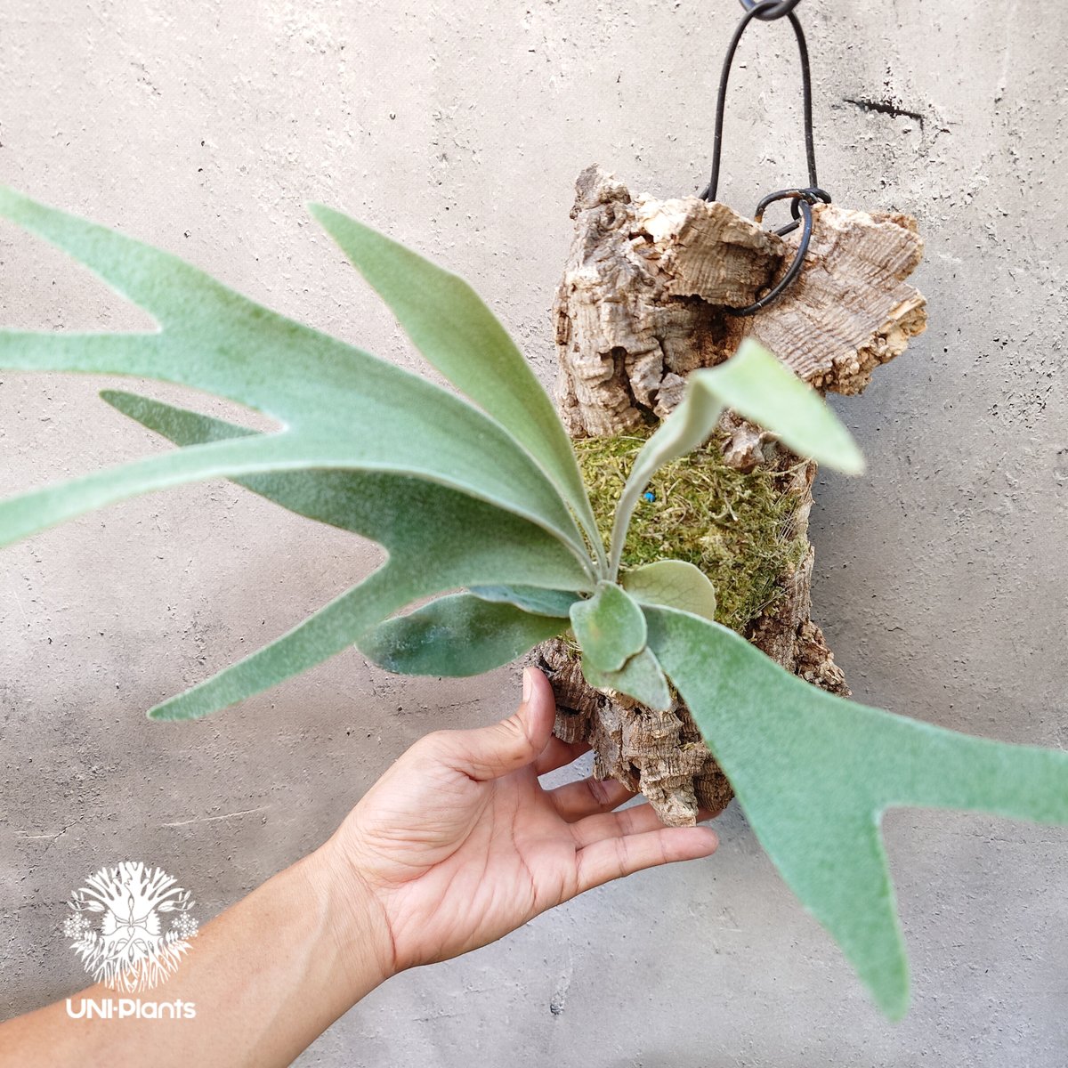 ビカクシダ ベイチー Patycerium veitchii ビカクシダ原種 シダ植物