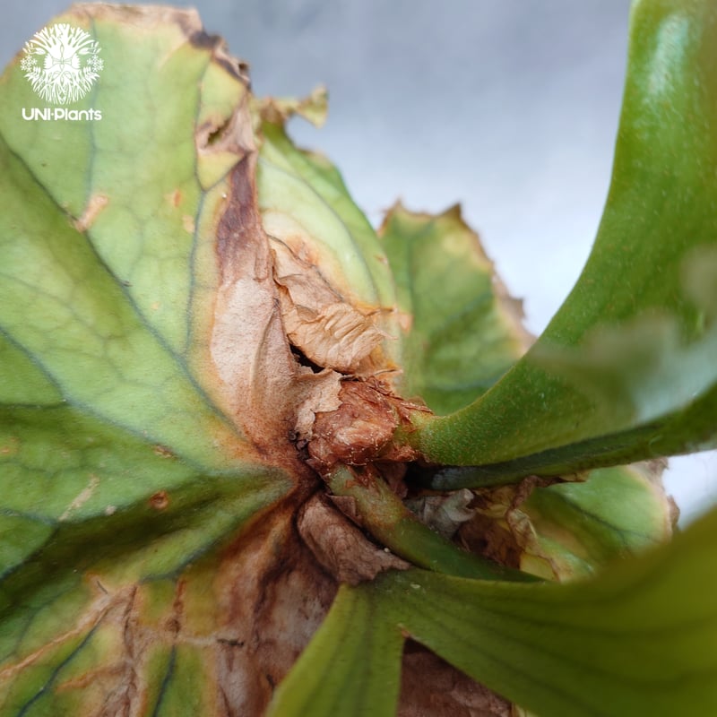 Platycerium kitshakood 