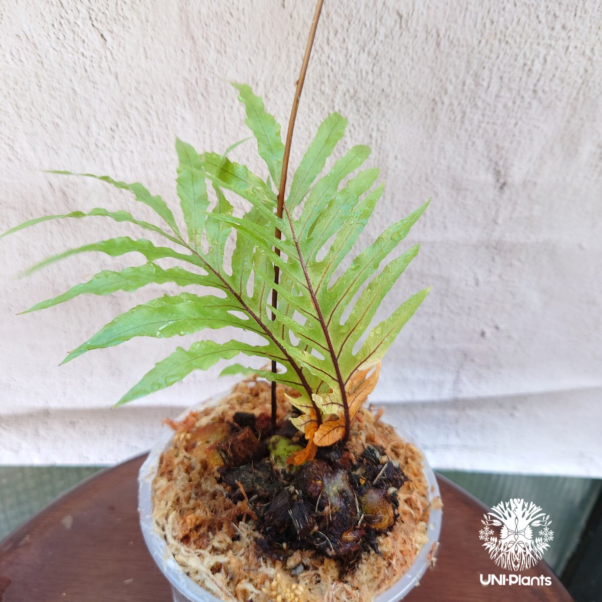 ドリナリアリギデュラ'ホワイティ'&アグラオモルファコロナンス'ジム