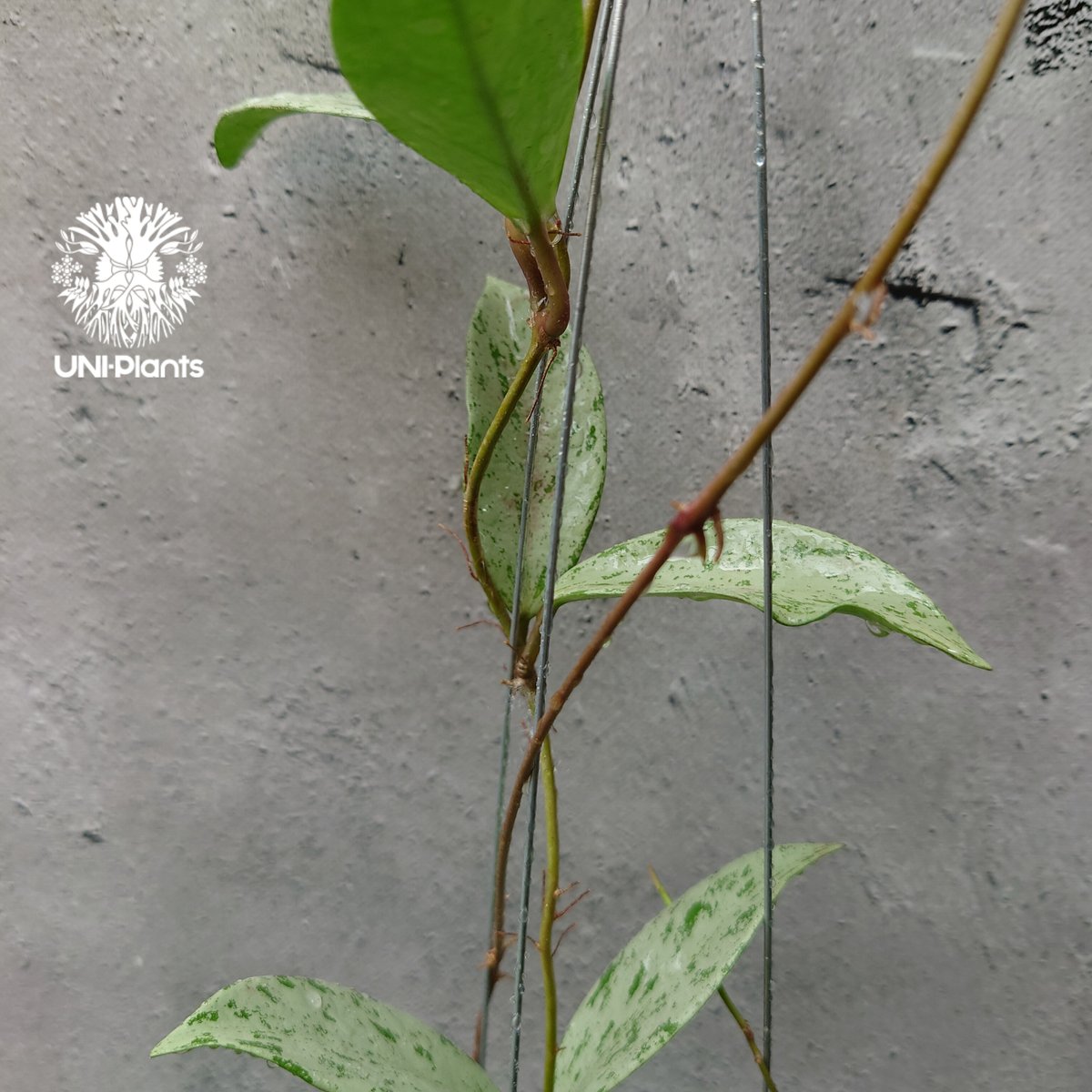 Hoya Pubicalyx silver ghost 希少 ホヤ プビカリクス シルバー Hoya Pubicalyx silver ghost 希少 ホヤ プビカリクス シルバー